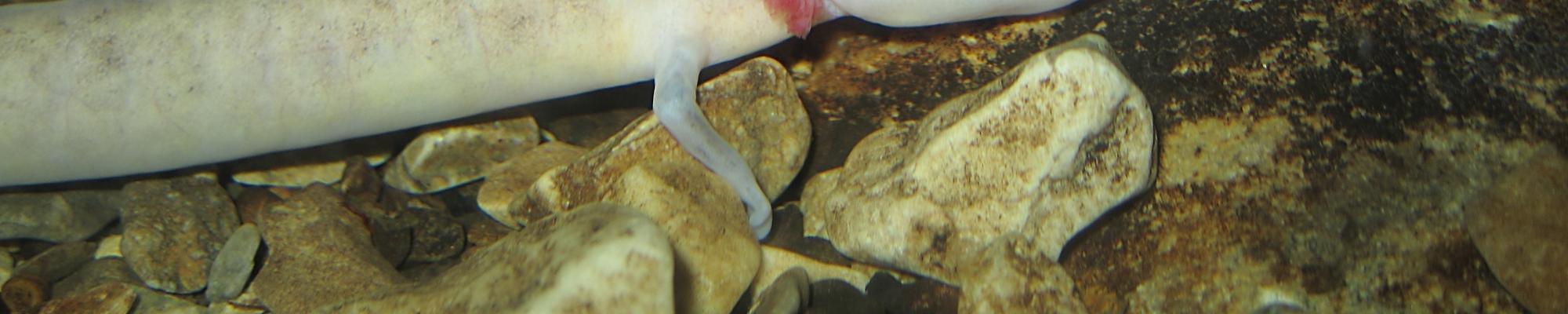 nudibranco imagem de foto de capa de portefólio