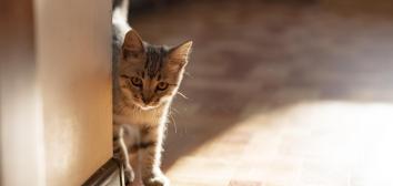 Anton Horobets portfolio