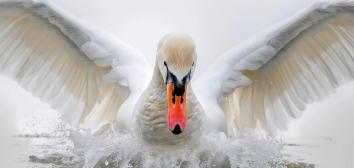 Ying Feng Johansson portfolio