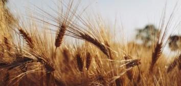 Gribincea  Nicolai portfolio