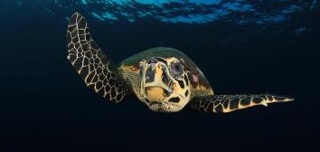 Richard Carey portfolio