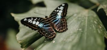 Kateryna Kraus portfolio