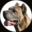 Dogstock image du profil}