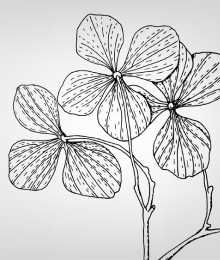 Květiny — Stocková ilustrace