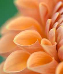 Blumen — Stockbild