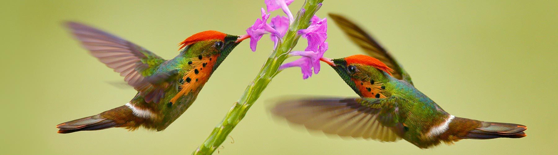 Tufted Coquette, colourful hummingbird with orange crest and collar in the green and violet flower habitat. Bird flying next to pink flower, clear green background, action scene from Trinidad. — Stock Photo #237941904