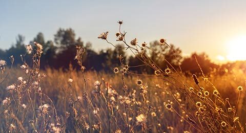 Coucher de soleil dans le champ