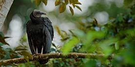 Vulture sitting on the tree in Costa Rica tropic forest. Black bird Black Vulture, Coragyps atratus, bird in the habitat. Wildlife scene from nature.