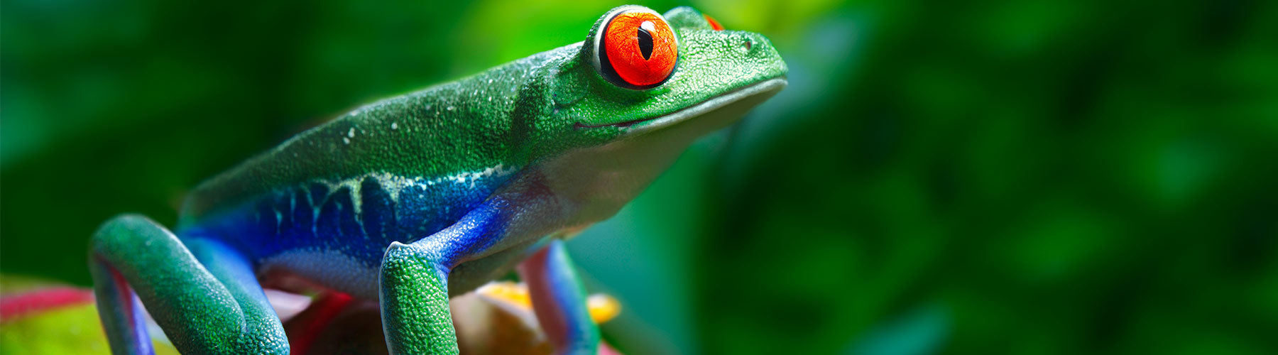 Red-Eyed Tree Frog