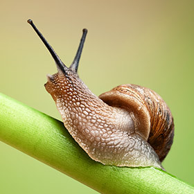 Snail on green stem — Stock Photo #7735065