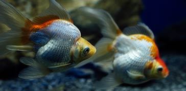 Selective focus of goldfishes swimming under water in aquarium