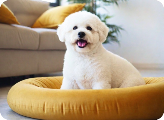 Улыбающийся белый пес породы бишон сидит на круглой подушке на фоне гостиной с ярко-белым диваном, динамичная, радостная, игривая, светлая атмосфера, солнечный свет, естественное освещение.
