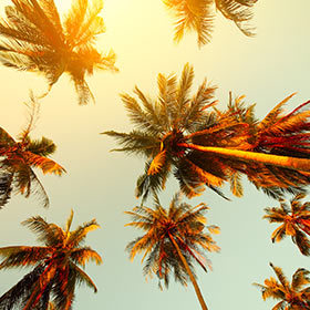 Palm trees at sunset light  — Stock Photo #8149271